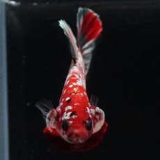 画像3: HMPK　レッドカッパー (3)