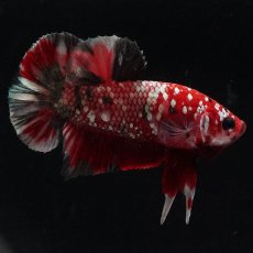 画像6: HMPK　レッドカッパー (6)