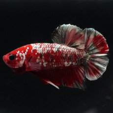 画像9: HMPK　レッドカッパー (9)