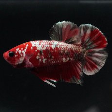 画像7: HMPK　レッドカッパー (7)