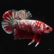 画像1: HMPK　レッドカッパー (1)