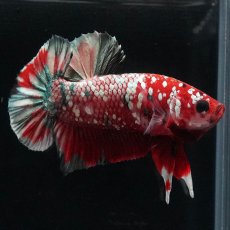 画像4: HMPK　レッドカッパー (4)