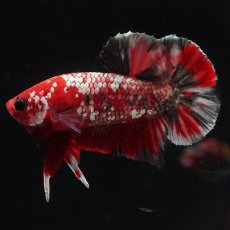 画像5: HMPK　レッドカッパー (5)