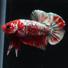 画像2: HMPK　レッドカッパー (2)