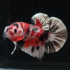 画像2: HMPK　キャンディカッパー (2)