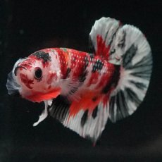 画像10: HMPK　キャンディカッパー (10)