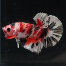 画像5: HMPK　キャンディカッパー (5)