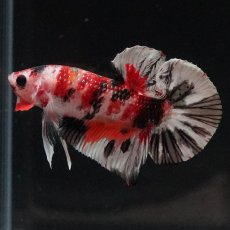 画像9: HMPK　キャンディカッパー (9)