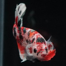 画像3: HMPK　キャンディカッパー (3)