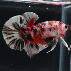 画像4: HMPK　キャンディカッパー (4)