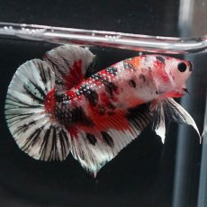 画像8: HMPK　キャンディカッパー (8)