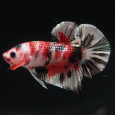 画像7: HMPK　キャンディカッパー (7)