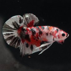 画像6: HMPK　キャンディカッパー (6)