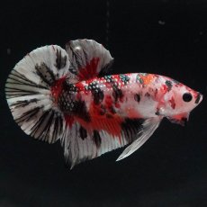 画像1: HMPK　キャンディカッパー (1)