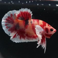 画像9: HMPKダンボ　キャンディ (9)