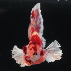 画像3: HMPKダンボ　キャンディ (3)