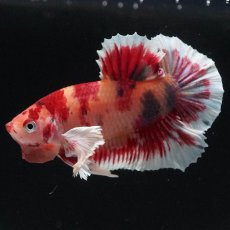 画像8: HMPKダンボ　キャンディ (8)