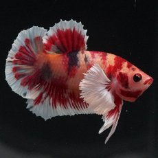 画像1: HMPKダンボ　キャンディ (1)