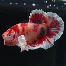 画像7: HMPKダンボ　キャンディ (7)