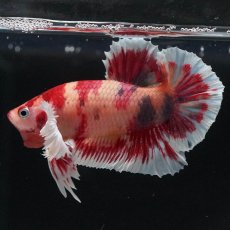 画像5: HMPKダンボ　キャンディ (5)