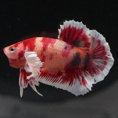 画像2: HMPKダンボ　キャンディ (2)