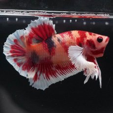 画像4: HMPKダンボ　キャンディ (4)