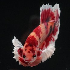 画像6: HMPKダンボ　キャンディ (6)