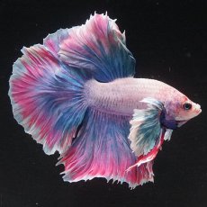 画像1: HMダンボ　ファンシー (1)