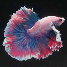 画像8: HMダンボ　ファンシー (8)