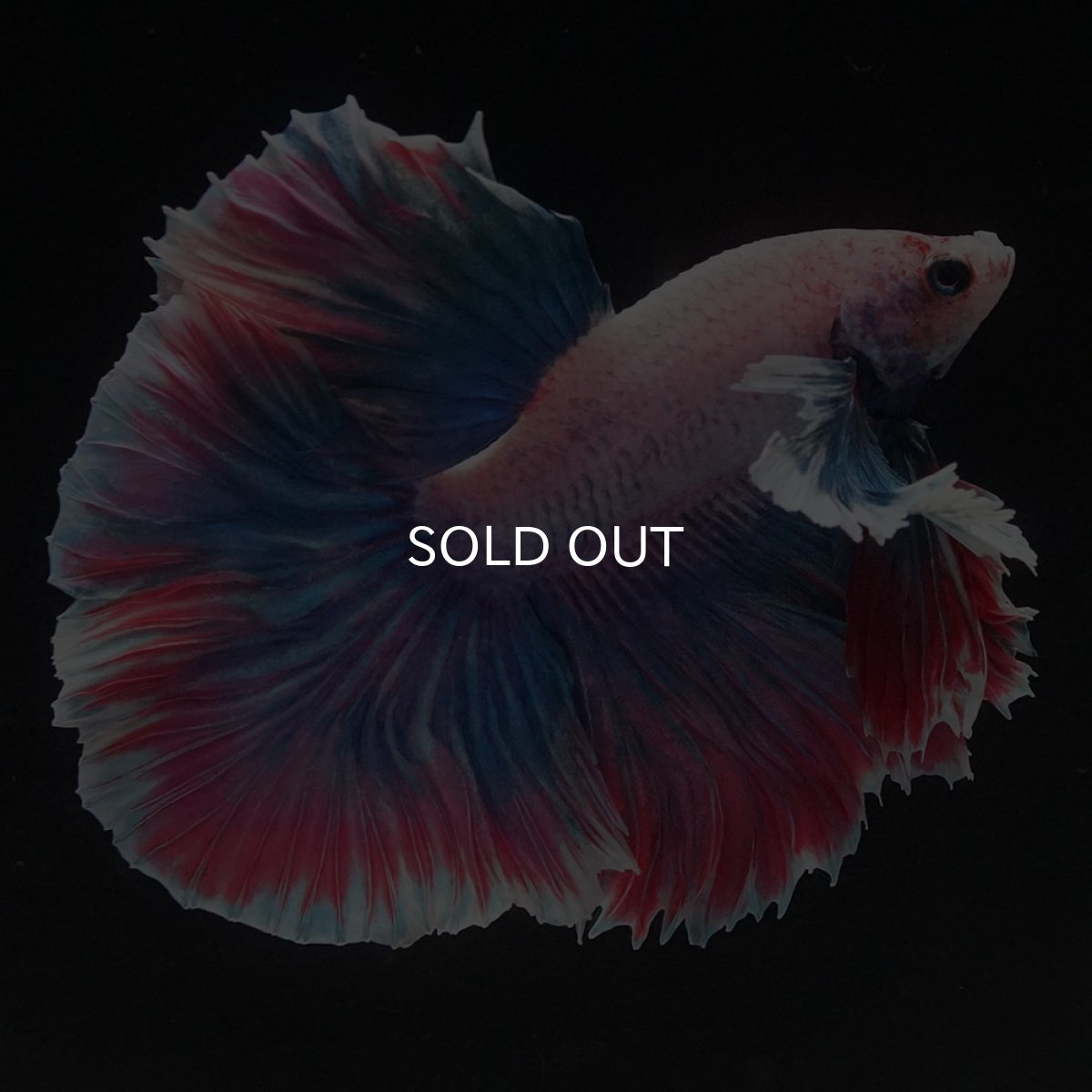 画像7: HMダンボ　ファンシー (7)