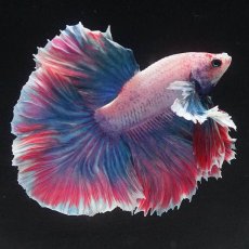 画像7: HMダンボ　ファンシー (7)