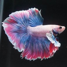 画像5: HMダンボ　ファンシー (5)