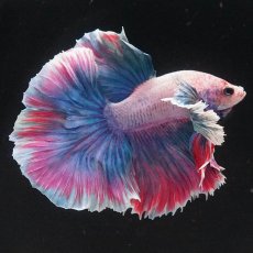 画像3: HMダンボ　ファンシー (3)