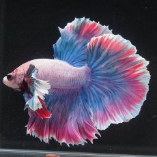 画像4: HMダンボ　ファンシー (4)