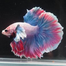 画像2: HMダンボ　ファンシー (2)