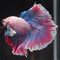 画像6: HMダンボ　ファンシー (6)