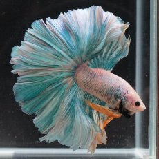 画像1: HM　ファンシー (1)