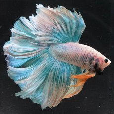 画像3: HM　ファンシー (3)