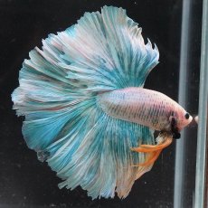 画像5: HM　ファンシー (5)