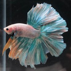 画像7: HM　ファンシー (7)