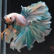 画像8: HM　ファンシー (8)