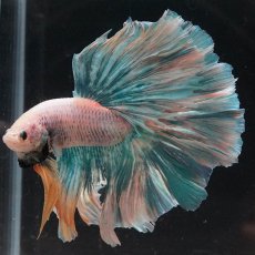 画像2: HM　ファンシー (2)