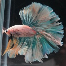 画像6: HM　ファンシー (6)