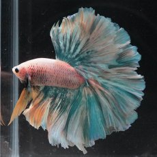 画像4: HM　ファンシー (4)