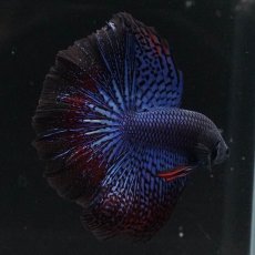 画像3: ワイルドハイブリッド　ハーフムーン (3)