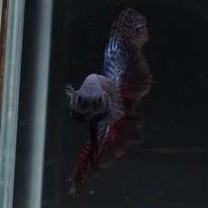 画像5: ワイルドハイブリッド　ハーフムーン (5)