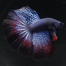 画像1: ワイルドハイブリッド　ハーフムーン (1)