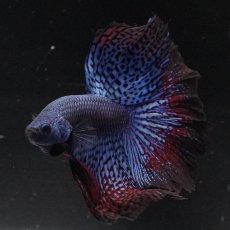 画像2: ワイルドハイブリッド　ハーフムーン (2)