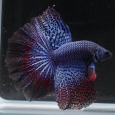 画像7: ワイルドハイブリッド　ハーフムーン (7)