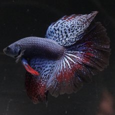 画像4: ワイルドハイブリッド　ハーフムーン (4)